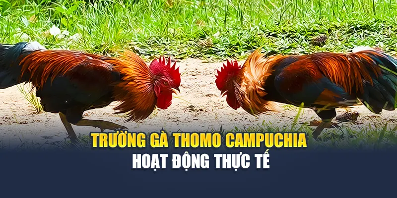 Trường gà đá gà campuchia hoạt động thực tế